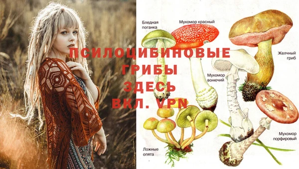 ГАЛЛЮЦИНОГЕННЫЕ ГРИБЫ Абаза